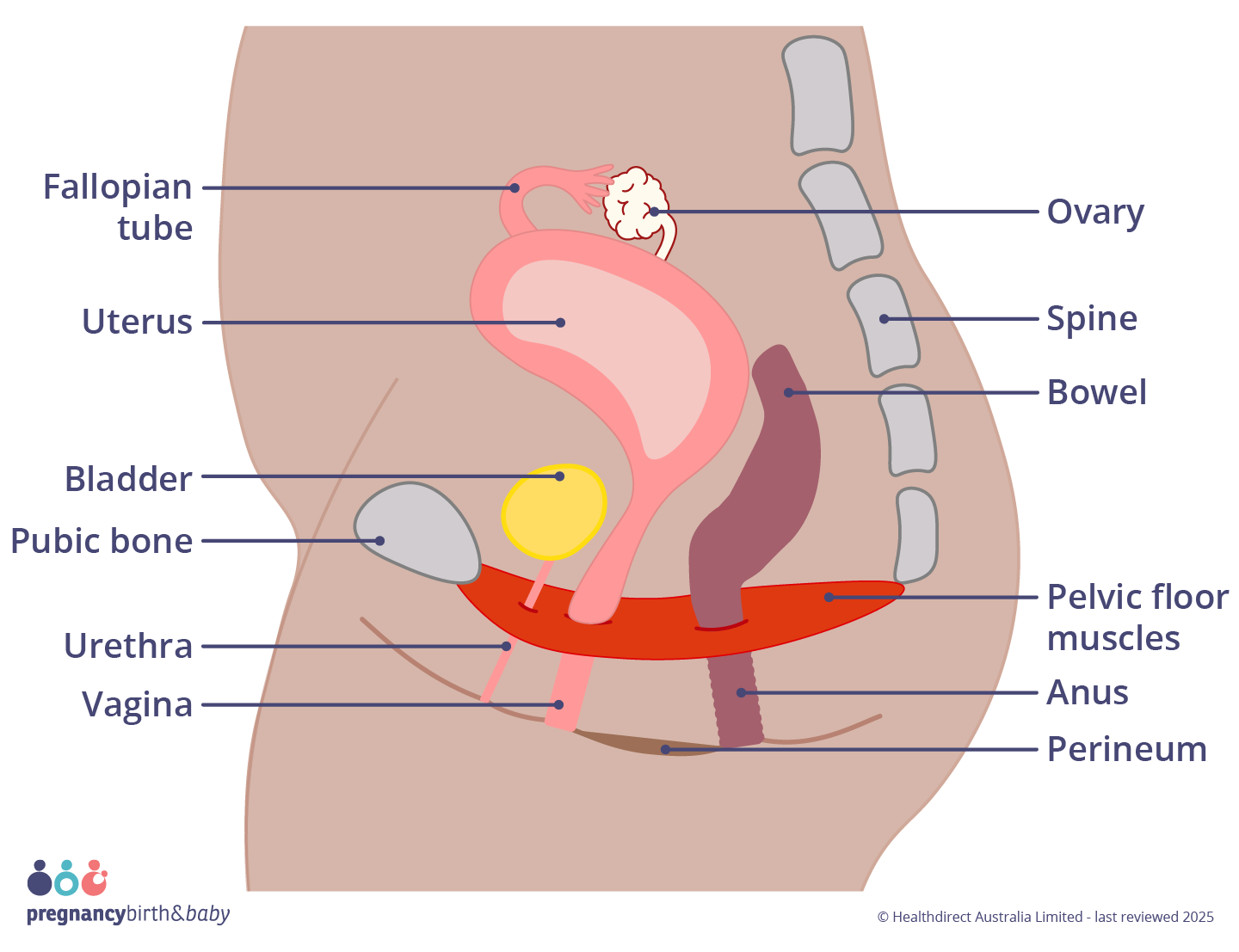 Illustration showing the pelvic floor.